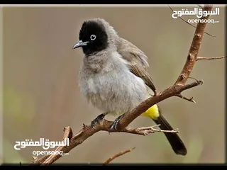  2 متوفر جوز بلابل سوري