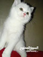  6 قط  و قطه هملايا شوكلت و قطتين  كتنز كتن بيبي  3 شهور  ابيض ناصع و عيون زرق  القط رغدول البيور الضخم