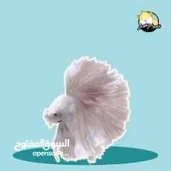  15 فايتر طفرات بتجنن هاف مون بيور وطفرات نادرة وأسعار تناسب الجميع ما عليك الا تتصل وتحجز