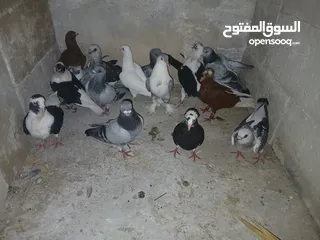  23 كوم كامل للبيع  دينارين ونص الحبه زق وكش الفحول كلها كش
