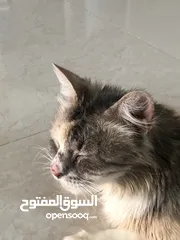  3 قطوه للتبني