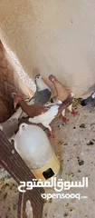  4 متاح 3جواز شغلات جوز يهوديات  صفر وجوز بلجيكي زرزور عل بلجيكيه