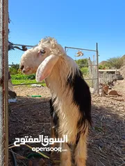  2 كبش نجدي أصل