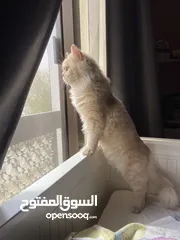  5 قط ذكر حنون و لعوب بالعين playful and sweet male cat