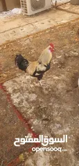  3 دجاج عرب للبيع