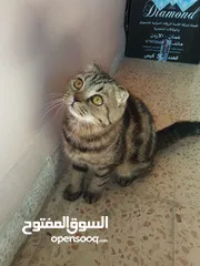  9 سكوتش فولد ماربل