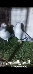  1 عشر جواز للبيع