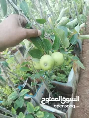 26 جميع أنواع الأشجار ( أشجار زينة - أشجار مثمرة )