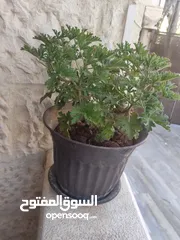  1 نباتات للبيع