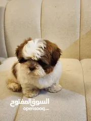  9 50 Days, Red nosed Pure Shihtzu puppies