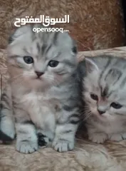 3 سكوتش فولد مميز