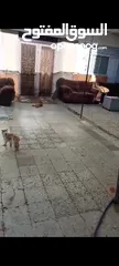  14 بيت ومنازل للبيع
