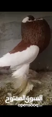  4 جوز حمام منفاخ نخب اول شغالات
