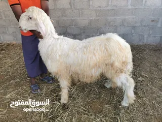  1 كبش رملي للبيع