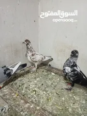  2 4 جواز زق شغالات و5 فراخ