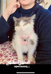  1 Free adoption persian kitten