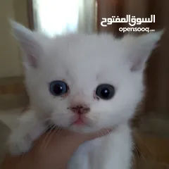  1 قطط سكوتش و شيرازي سكوتش فولد لعب
