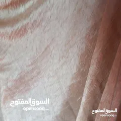  5 برداي لون ذهبي تفصيل استعمال قليل