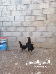  1 ديك بندوق باكستاني جاجه بلدي.... فيه سبعه حبات حمام بلدي  سعرهن لحالهن سعر حمام 9 سعر حاجات 16