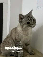  6 قطتان جميلتان تبحثان عن بيت دافئ  Two lovely cats looking for a loving home