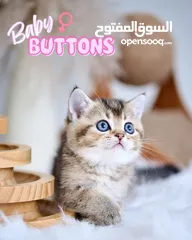  3 Scottish British shorthair longhair kittens British shorthair Scottish fold kittens Scottish