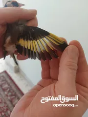 1 متاح حساسين  فحول واناتي