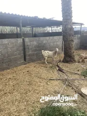  7 ‏ غنم تحت مواليد