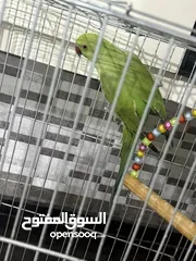  3 ببغاء دره هندي