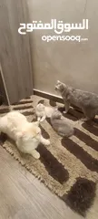  7 قطط عائلة للبيع برتش سترات
