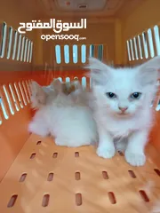  2 بيع قطط شيرازي صغيرة عيون زرقاء جميع الوان
