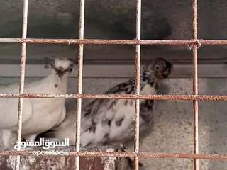  4 جوز حمام فينرات بيدوبيست نخب اول