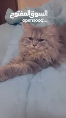  1 Persian female cat