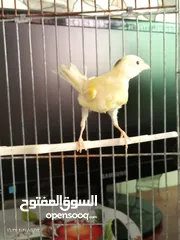  18 جوز كنار بناديق  شغال مع فرخهن