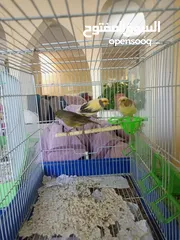  2 كنارات للبيع