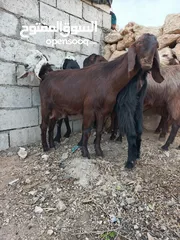  4 معزا درار نخب النخب منظر ومحظر