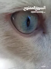  7 قط ابيض جميل جدا مع عينان زرقاوان و حالته الصحية جيدة و هادا و مرح وكن غير مدرب