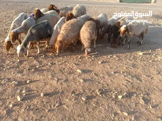  1 بلدي نفس الصور بالضبط عقائق ومناسبات ونذر اوزان 20 ل30 لحم صافي