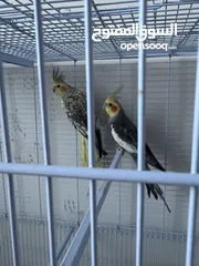  2 زوج كوكتيل حبشي
