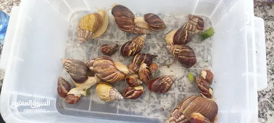  3 حلزونات افريقيا للبيع African snails for sale