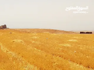  15 مادبا ماعين المشرفة قطعة ارض زراعية مميزة واصل الخدمات ذات اطلالة على البحر الميت واصل الخدمات