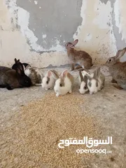  8 أرانب ذكور  للبيع في عمان جاوا  5 دنانير الواحد عدد 7