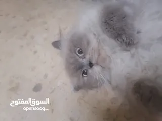  2 قط للتبني.