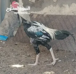  1 .ديك بكستاني جاوا