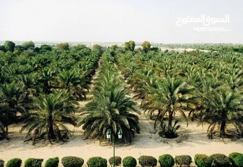  2 اكبر مزارع النخيل في الغور للبيع