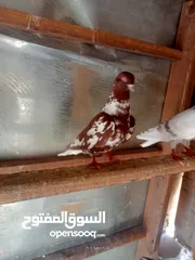  4 حمام للبيع او بدل على عصفير