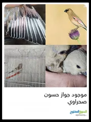 1 موجود جواز حسون صحراوي