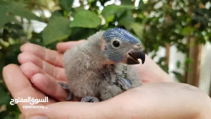  4 Two Local breed Rainbow Lorikeet 25 days old baby available @ Abu Dhabi