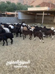  1 مجموعة كباشه وجعد تهجين يمني سعودي