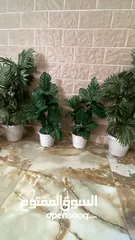  11 شجر زينه جديد للبيع اشكال واحجام مختلفه تصل لطول 2متر وتبدا اسعار من 5دينار ويوجد توصيل