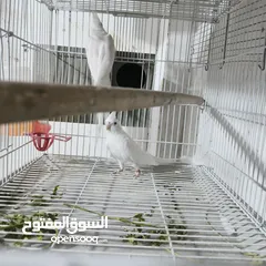  2 زواج كوكتيل البينو منتجه بفضل